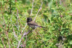 Junco hyemalis montanus