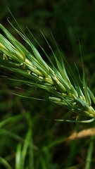 Elymus glabriflorus
