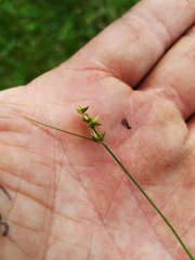 Carex socialis