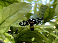 Amata sperbius