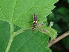 Trypherus frisoni