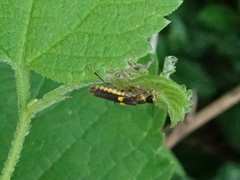 Trypherus frisoni