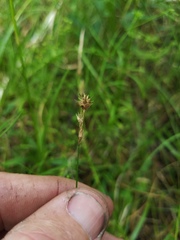 Carex hyalina