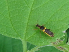 Trypherus frisoni