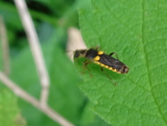 Trypherus frisoni