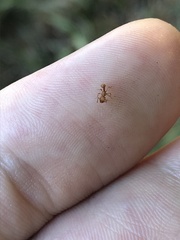 Tetramorium insolens