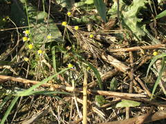 Matricaria tzvelevii