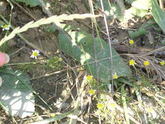 Matricaria tzvelevii