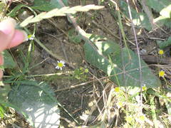 Matricaria tzvelevii