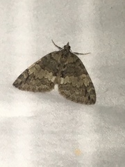 Hydriomena renunciata