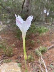 Zephyranthes drummondii