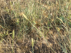 Agropyron cristatum