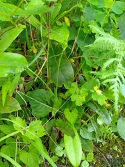 Platanthera clavellata