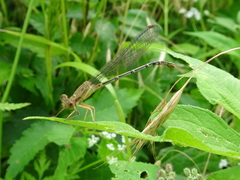 Argia apicalis