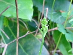 Platanthera clavellata