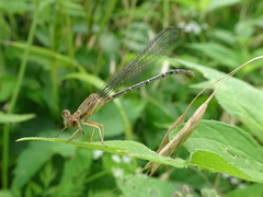 Argia apicalis