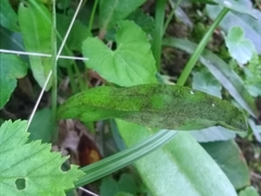 Platanthera clavellata