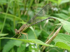 Argia apicalis