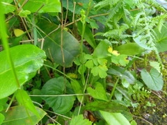 Platanthera clavellata