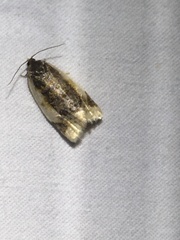 Clepsis melaleucanus