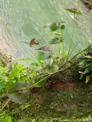 Pleurothallis cordata