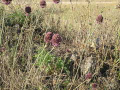Allium atroviolaceum