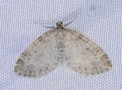 Lobophora