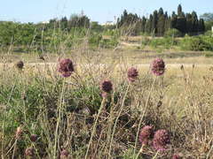 Allium atroviolaceum