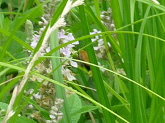 Hemaris diffinis
