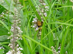 Hemaris diffinis