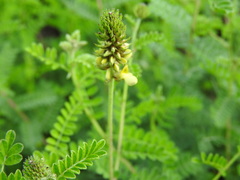 Dalea lutea