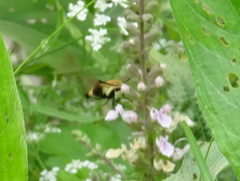 Hemaris diffinis
