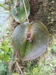 Pleurothallis cordata