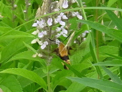 Hemaris diffinis