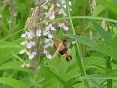 Hemaris diffinis