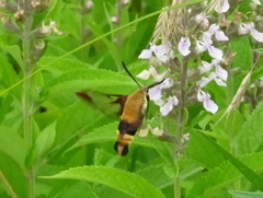 Hemaris diffinis