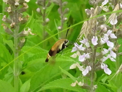Hemaris diffinis