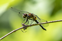 Leucorrhinia glacialis