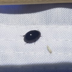 Limnohydrobius melaenus