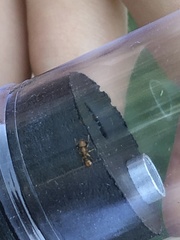 Tetramorium insolens