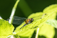 Leucorrhinia glacialis