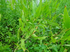 Rumex
