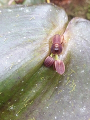 Pleurothallis cordata