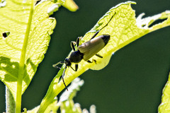 Trigonarthris subpubescens