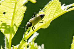 Trigonarthris subpubescens