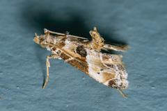 Neodavisia melusina