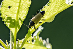 Trigonarthris subpubescens