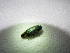 Buprestis confluenta