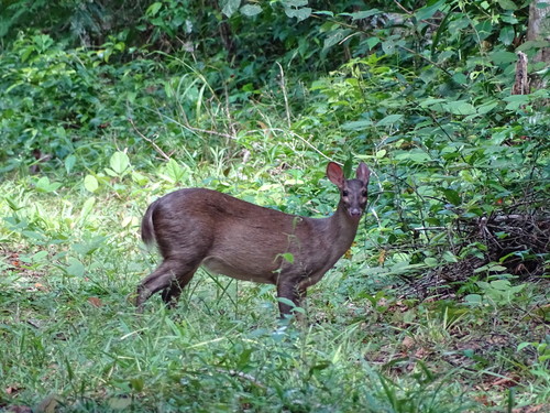 Southern Brown Brocket, photo 9 of 9
