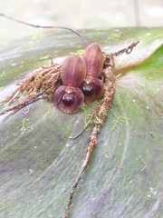 Pleurothallis cordata